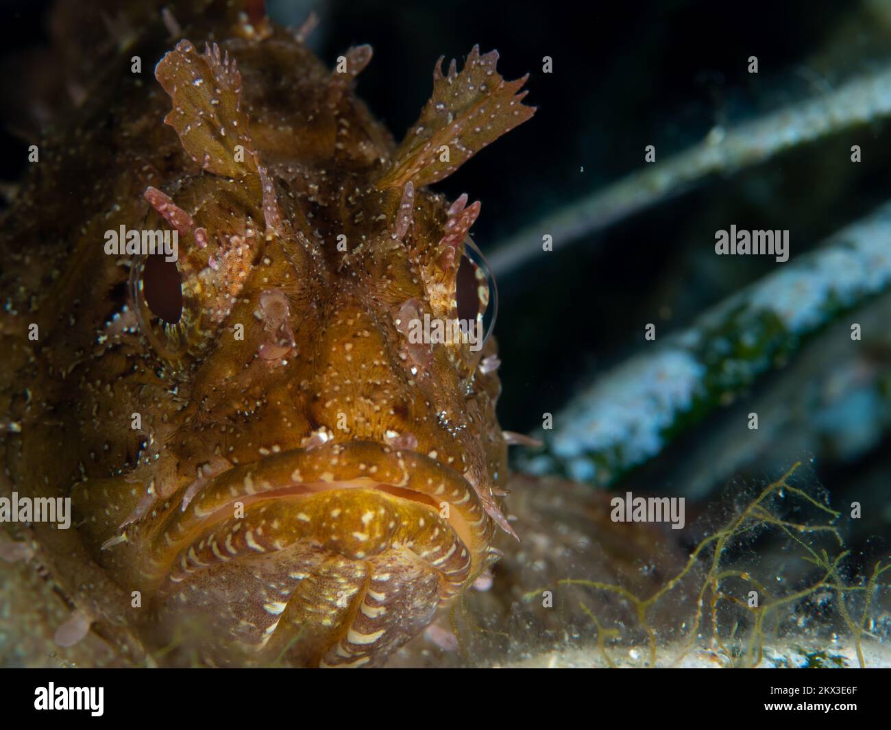 Wunderschöne Details auf Skorpionfisch-Haut, die sich mit ihrer Umgebung verschleiert. Fische, die sich als Hinterhalt-Raubtier getarnt haben Stockfoto