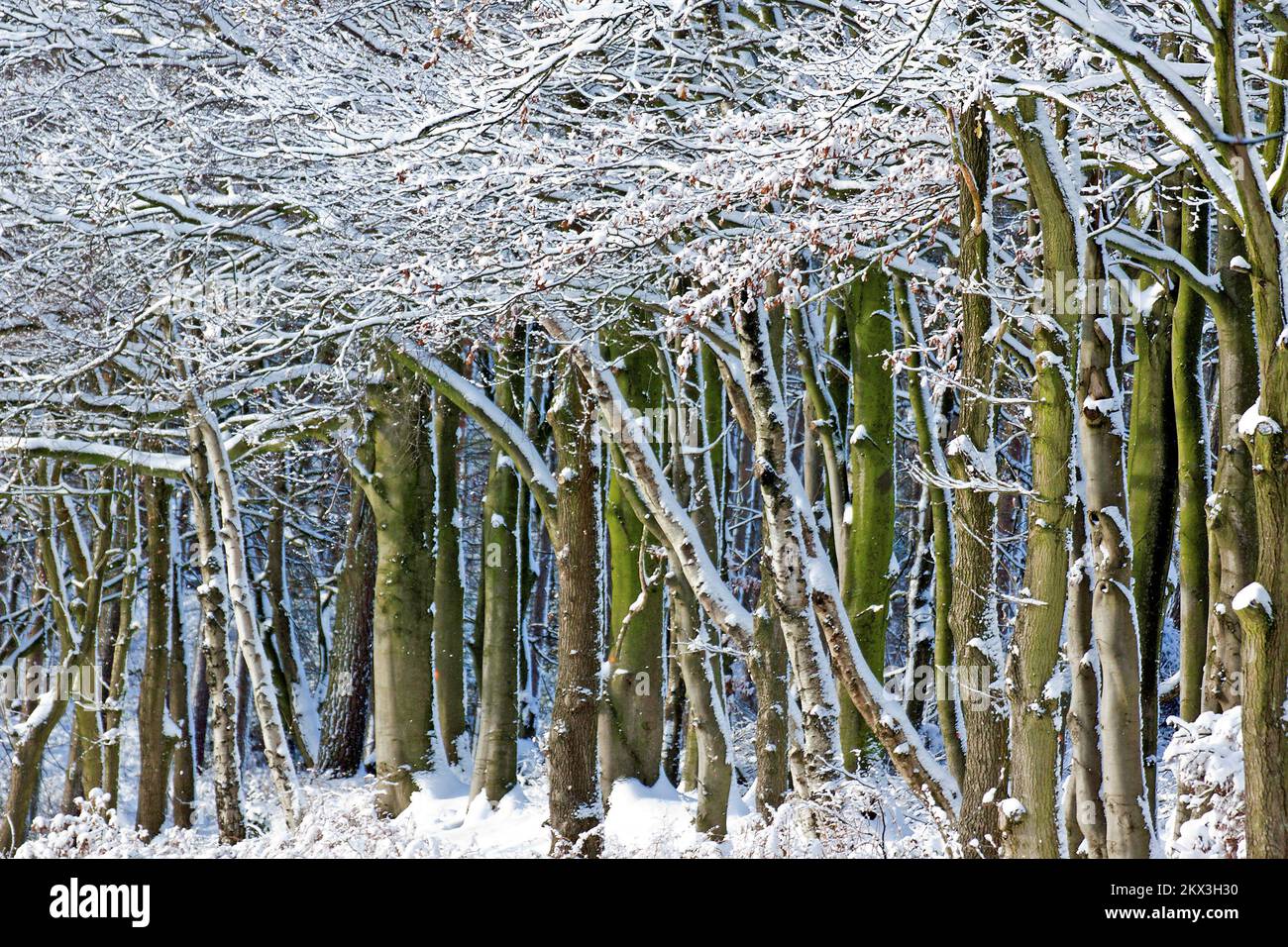 Stand von Buche mit schweren schneebedeckten Ästen im Winter auf Cannock Chase AONB. Stockfoto
