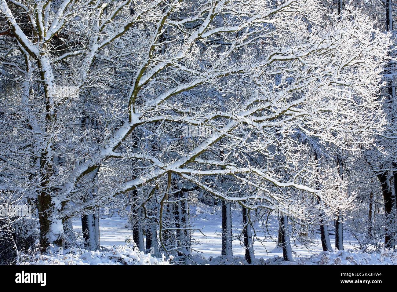 Reife, ausbreitende Eiche mit schneebedeckten Ästen im Winter auf Cannock Chase AONB. Stockfoto