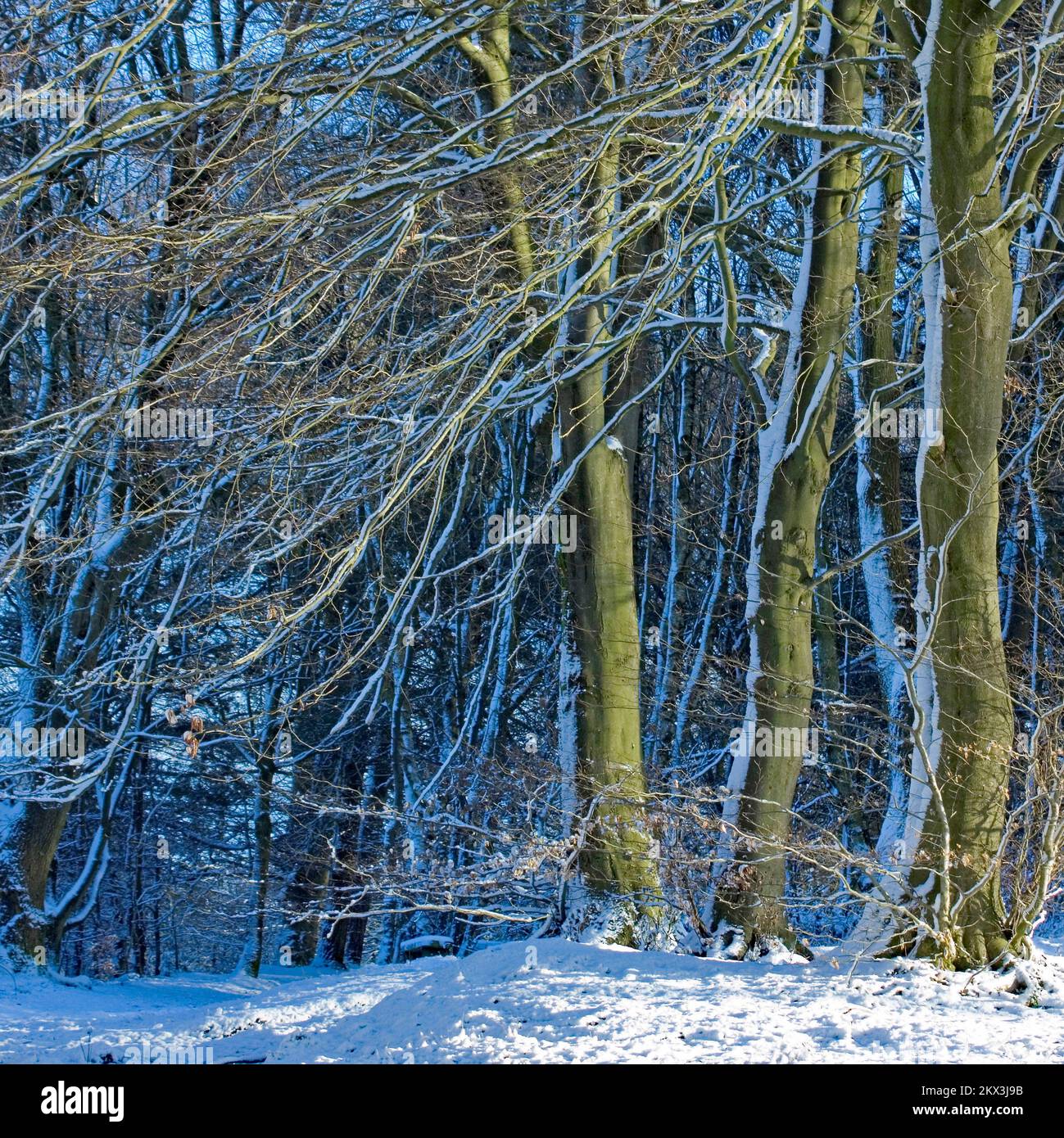 Malerische Waldlandschaft im Winter ein Foto von schneebedeckten Buchenbäumen auf Cannock Chase. Stockfoto