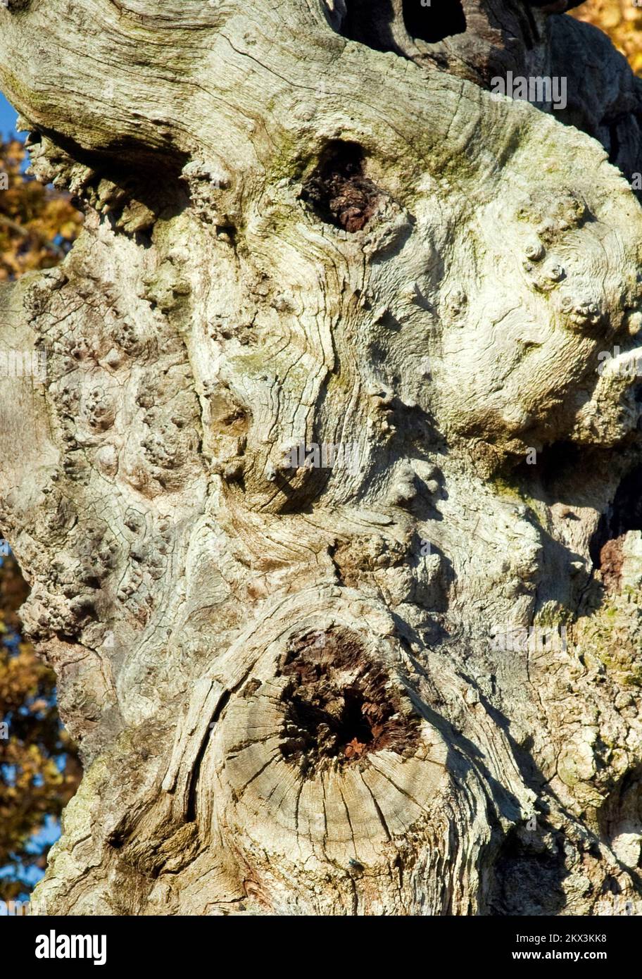 Toter Eichenbaum mit menschlichem Gesicht in der Cannock Chase Area of Outstanding Natural Beauty im Herbst Staffordshire England Großbritannien Stockfoto