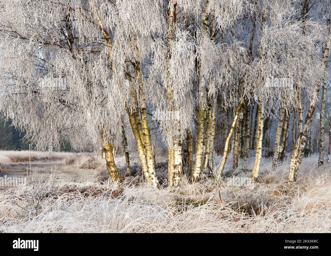Winter stark mattierte Bäume und Gräser Ansons Bank auf Cannock Chase Gebiet von außergewöhnlicher natürlicher Schönheit in Spring Staffordshire Stockfoto