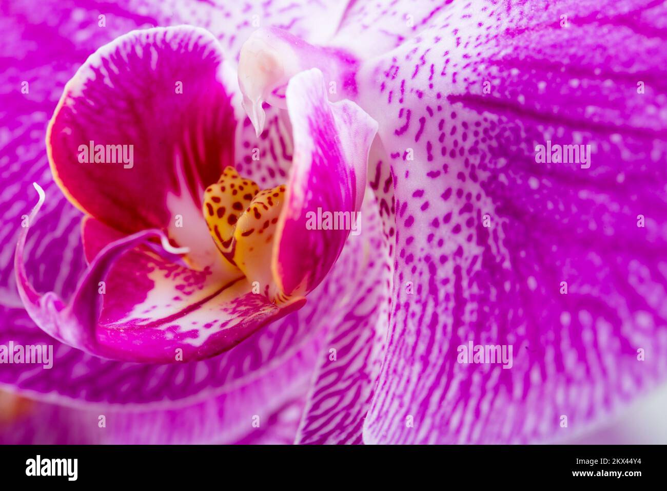 02.04.2017., Kroatien, Rijeka Chacunovka oder Orhideja werden alle