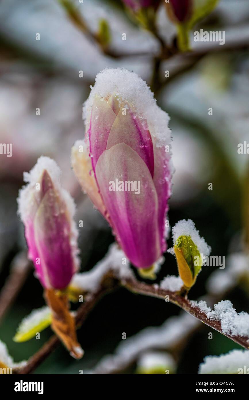 Niederlande - nach einem sonnenschein im März und hohen Temperaturen blühten die Magnolienblumen. Ein paar Tage später im April fing es an zu schneien Stockfoto