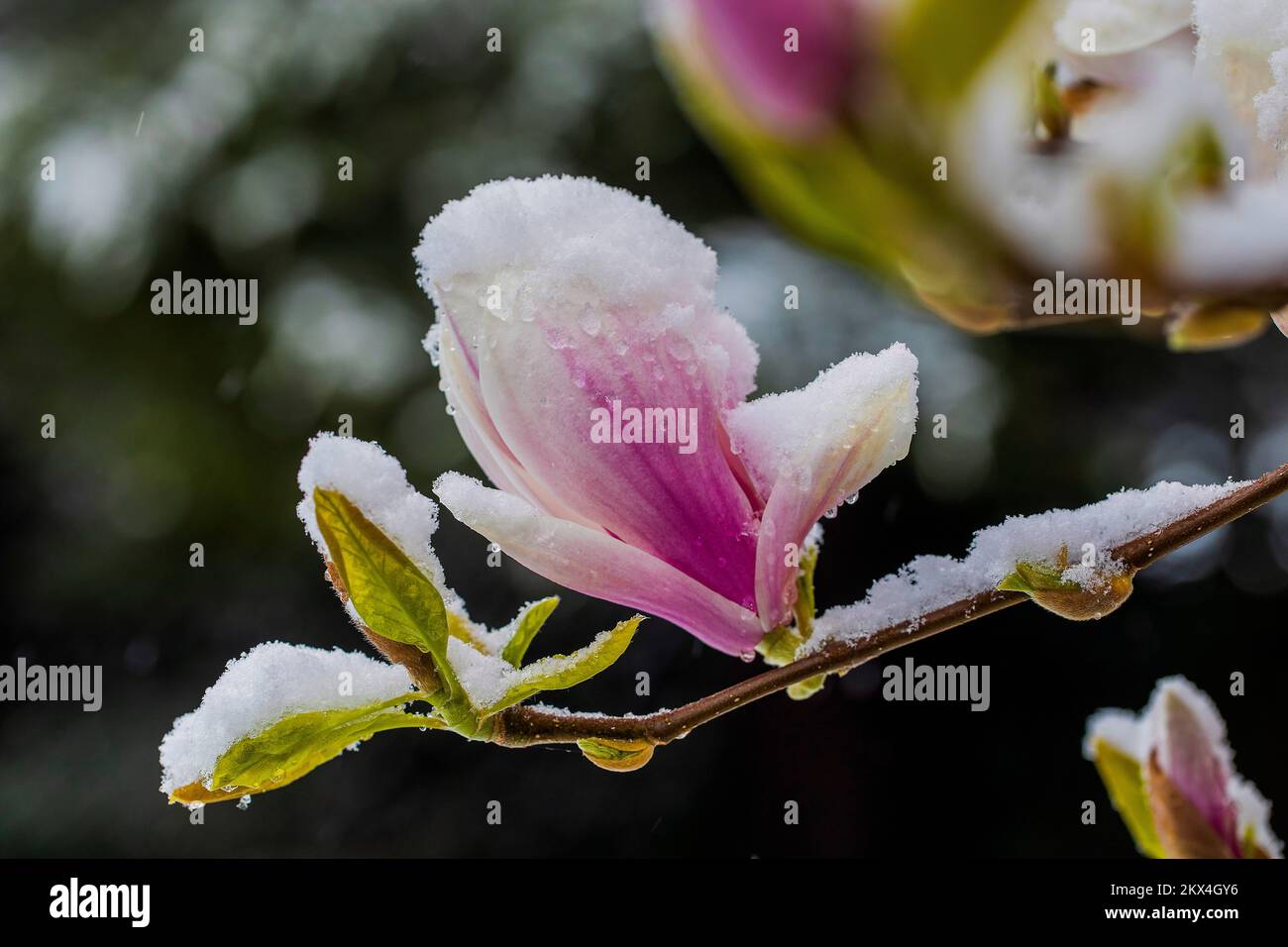 Niederlande - nach einem sonnenschein im März und hohen Temperaturen blühten die Magnolienblumen. Ein paar Tage später im April fing es an zu schneien Stockfoto
