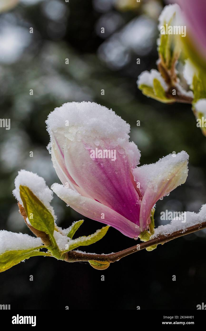 Niederlande - nach einem sonnenschein im März und hohen Temperaturen blühten die Magnolienblumen. Ein paar Tage später im April fing es an zu schneien Stockfoto