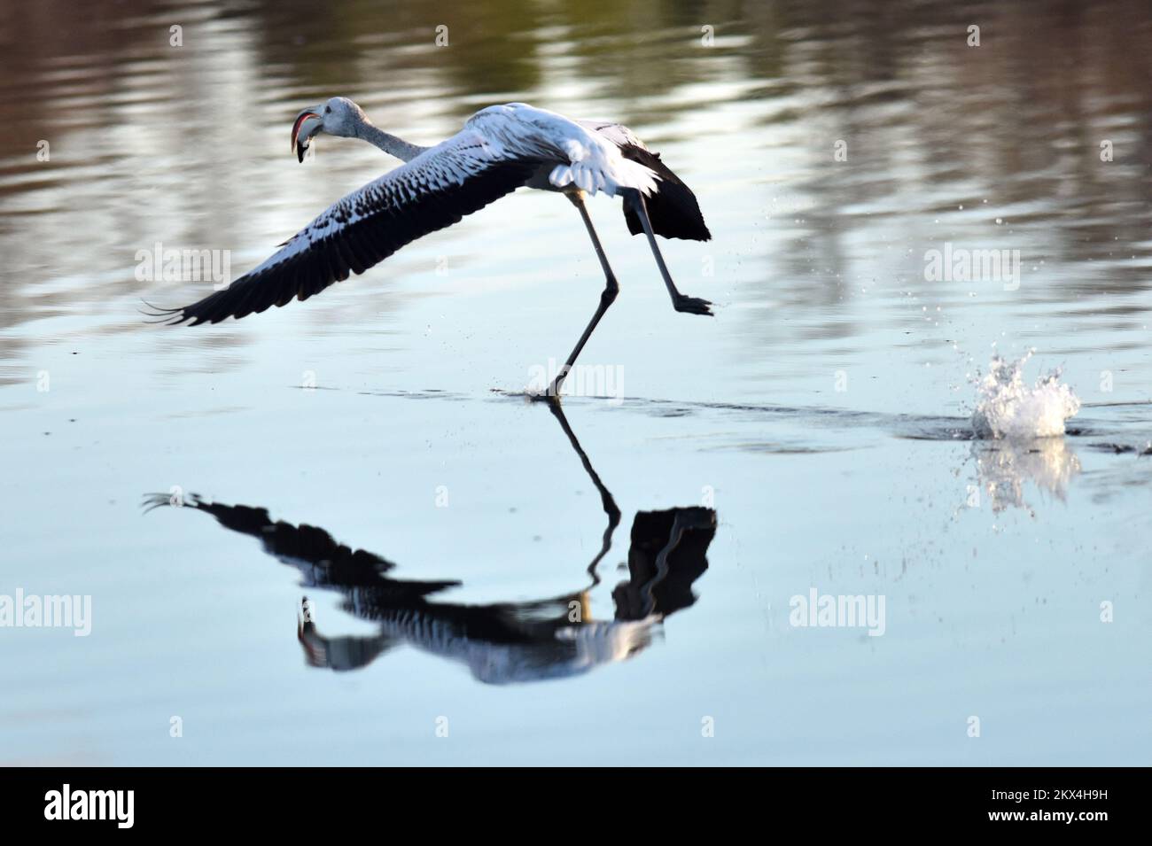 23.01.2018., Kroatien, Zablace - Flamingos sind laute Vögel und leben in großen Gruppen, die Herden genannt werden. Flamingos sind Watvögel. Das bedeutet, dass sie vom Wasser leben, wie z. B. von Seen. Sie sind in der Gattung Phoenicopterus und Familie Phoenicopteridae. Es gibt sechs Arten von Flamingo. Foto: Hrvoje Jelavic/PIXSELL Stockfoto