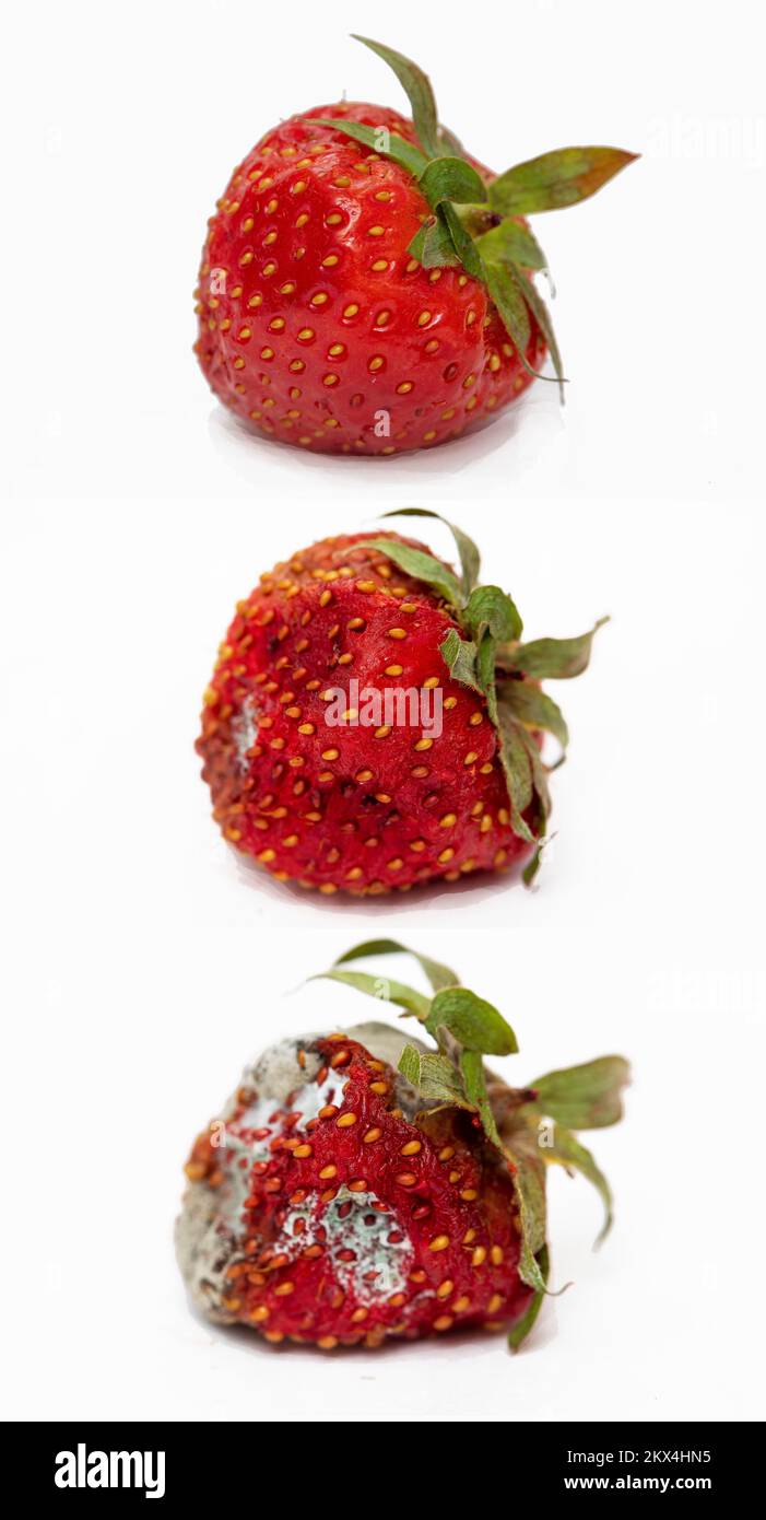 Niederlande, eine frische und gesunde Erdbeere, bereit zu essen. Die Erdbeere ist eine weit verbreitete Hybridart der Gattung Fragaria, die kollektiv bekannt ist Stockfoto