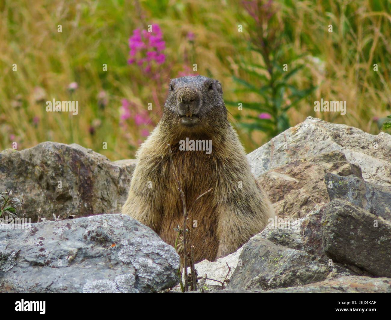 Italien, das alpine Murmeltier (Marmota marmota) ist ein großes Eichhörnchen aus der Gattung Murmeltiere. Stockfoto