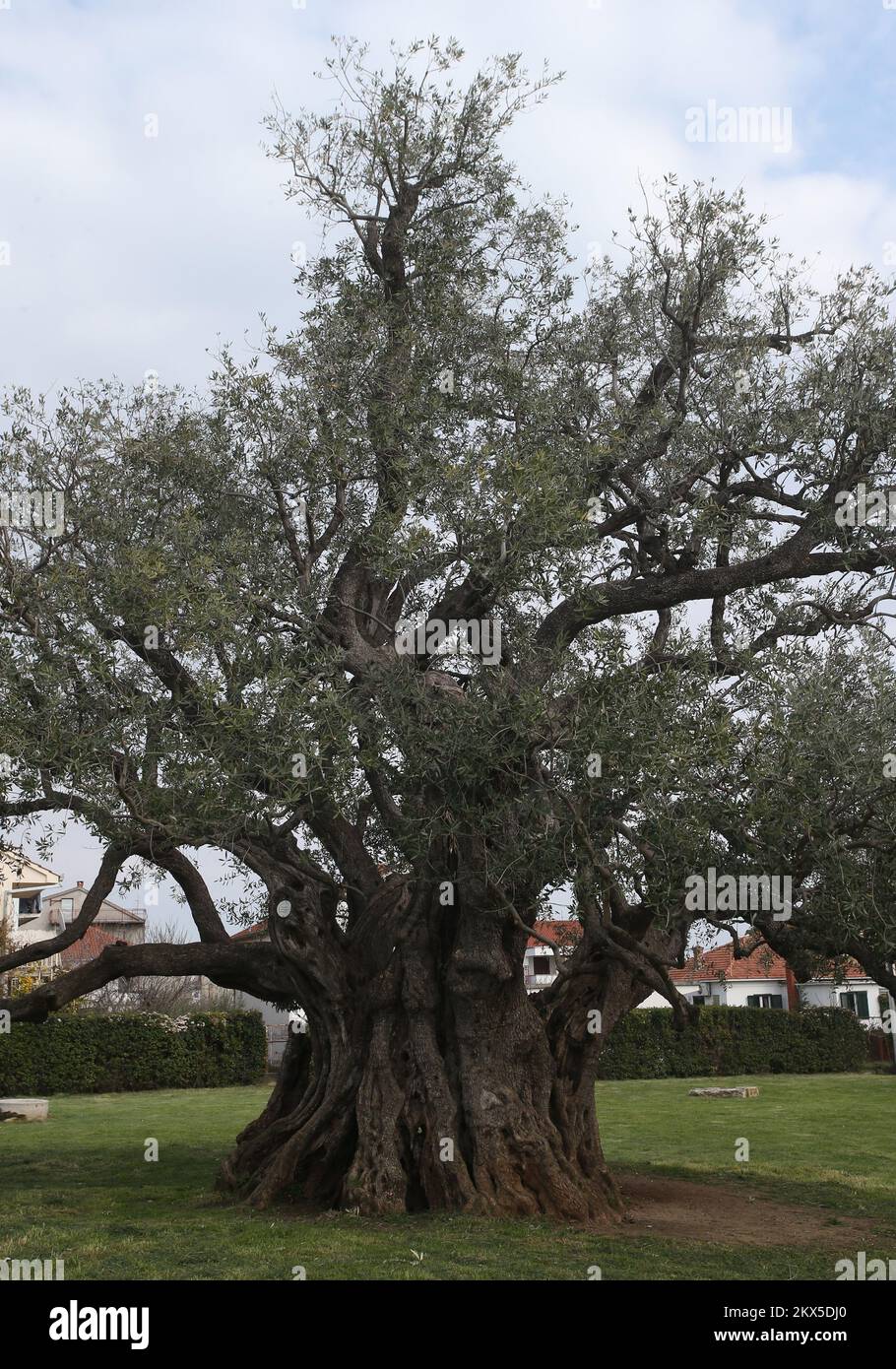 24.03.2018., Kastela, Kroatien - der berhmteste Olivenbaum in Kroatien  liegt 7 km von Split in Kastel Stafilic. Diese Oliven sind ein  auergewhnliches Kulturdenkmal und ber 1500 Jahre alt. Im greren  Einzugsgebiet unserer