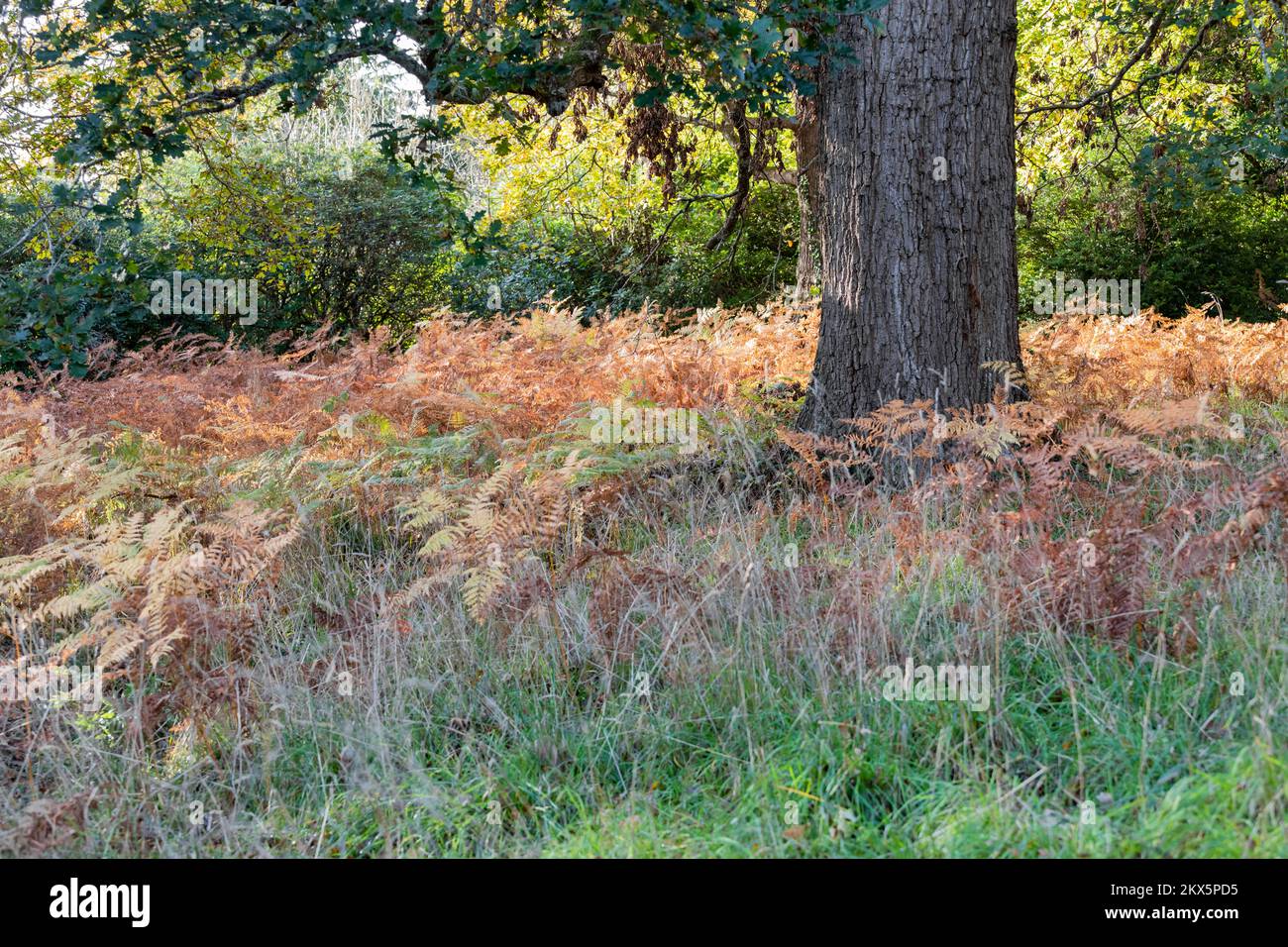 Herbstfern, Gras und Laub um einen Eichenstamm. England, Großbritannien Stockfoto