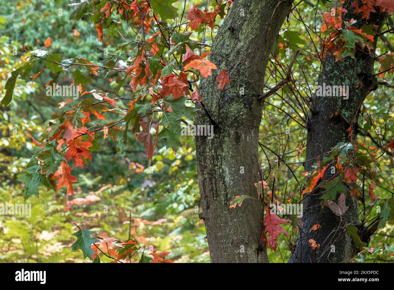 Acer Baumstämme und -Äste Stockfoto