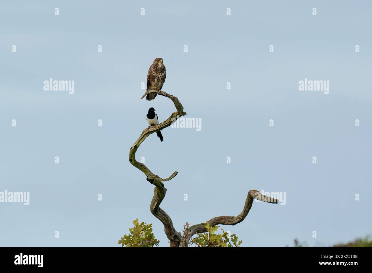 Buzzard-Buteo buteo und Magpie-Pica pica auf einem Baum. Stockfoto