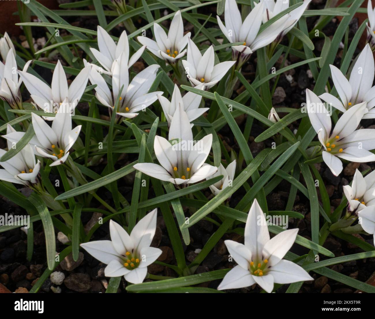 Eine Nahaufnahme einer Gruppe weißer Sternenblumen aus Ipheion-Sesseln Stockfoto