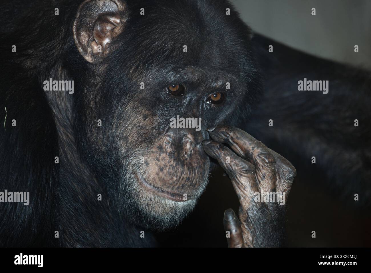 Gemeiner Schimpanse / Schimpansen / Pan troglodytes Stockfoto