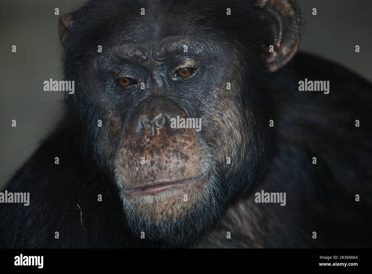 Gemeiner Schimpanse / Schimpansen / Pan troglodytes Stockfoto