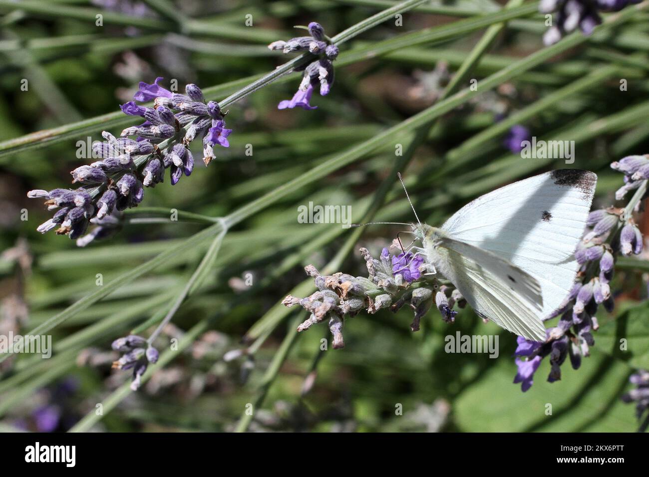 24.06.2018., Zagreb - Pieris rapae, die kleine weiße, ist eine kleine bis mittelgroße Schmetterlingsart der weißen und gelben Familie Pieridae. Es ist auch bekannt als kleiner Kohlweiß und in Neuseeland einfach als weißer Schmetterling. Die Bezeichnungen „Kohlschmetterling“ und „Kohlweiß“ können sich auch auf das große Weiß beziehen. Der Schmetterling ist an der weißen Farbe mit kleinen schwarzen Punkten auf den Flügeln zu erkennen. Sie zeichnen sich außerdem durch die kleinere Größe und das Fehlen des schwarzen Bandes an der Spitze ihrer Vorderflügel aus. Foto: Patrik Macek/PIXSELL Stockfoto