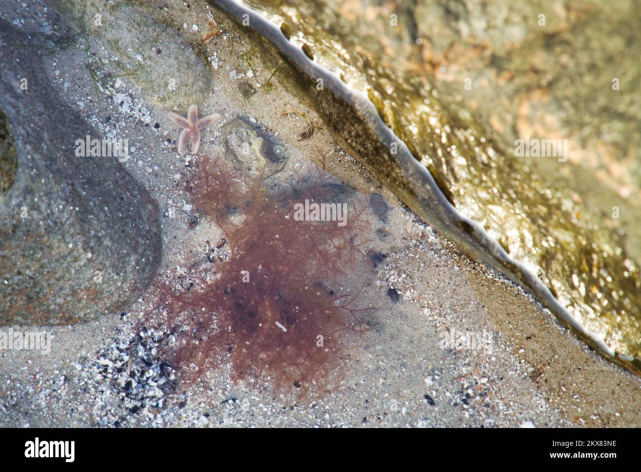Seesterne liegen im Sand vor dem Wassertank. Meerestiere an der Küste Dänemarks. Ein Tier aus dem Meer geschossen Stockfoto