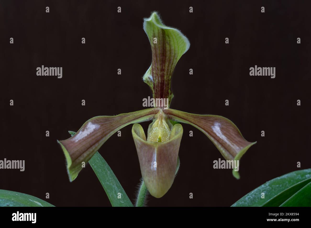 Nahaufnahme der wunderschönen gelben und braunen Damenschuhe Orchideenart paphiopedilum Villosum Blume isoliert auf dunklem Hintergrund Stockfoto