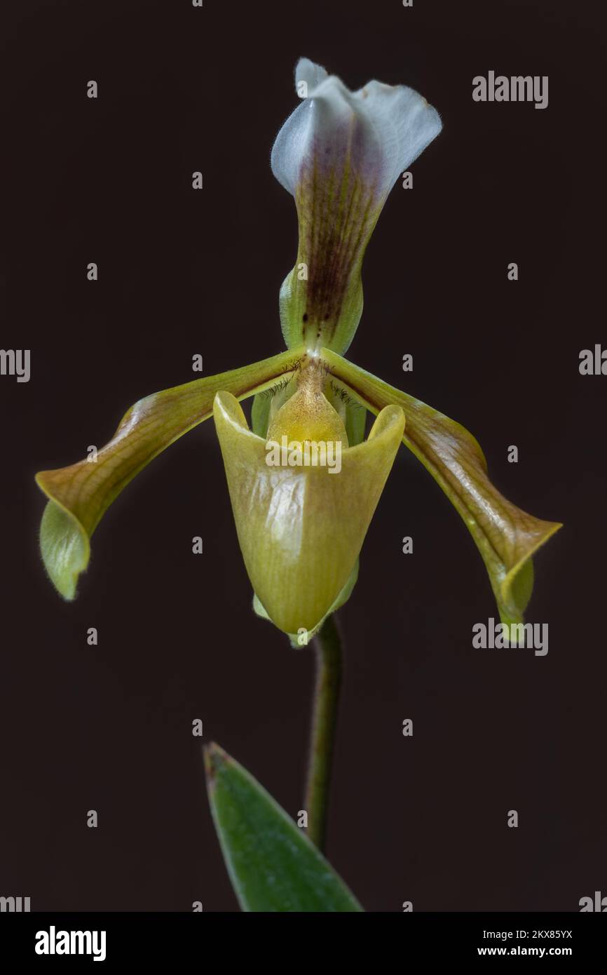 Nahaufnahme der wunderschönen gelben und braunen Frauenschuhe Orchideenart paphiopedilum gratrixianum Blume isoliert auf dunklem Hintergrund Stockfoto