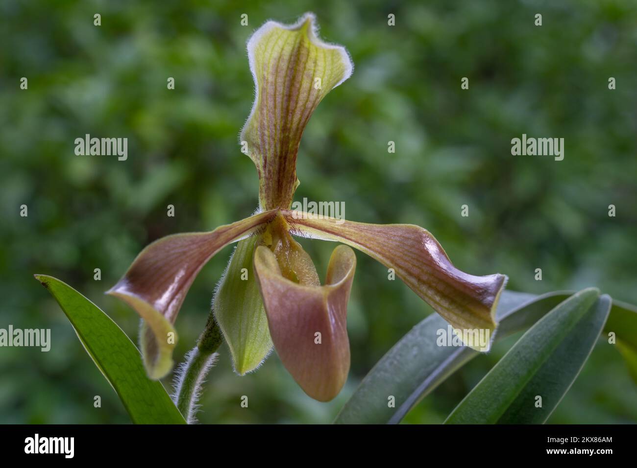 Nahaufnahme der wunderschönen gelben und braunen Frauenschuhe Orchideenart paphiopedilum Villosum Blume isoliert auf natürlichem Hintergrund Stockfoto