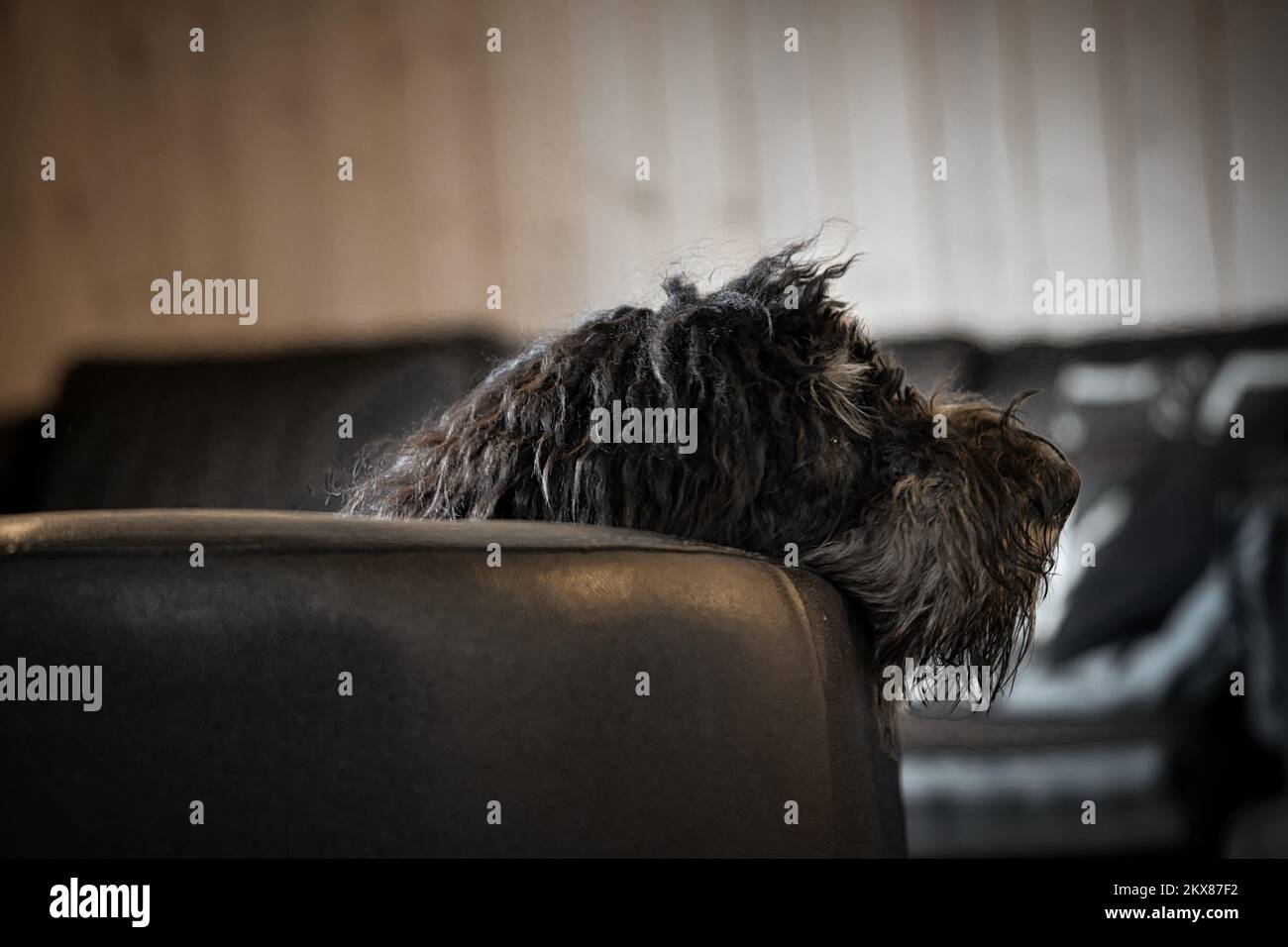 Goldendoodle liegt entspannt auf dem Sessel. Familienhund chillen. Tierfoto eines Hundes Stockfoto