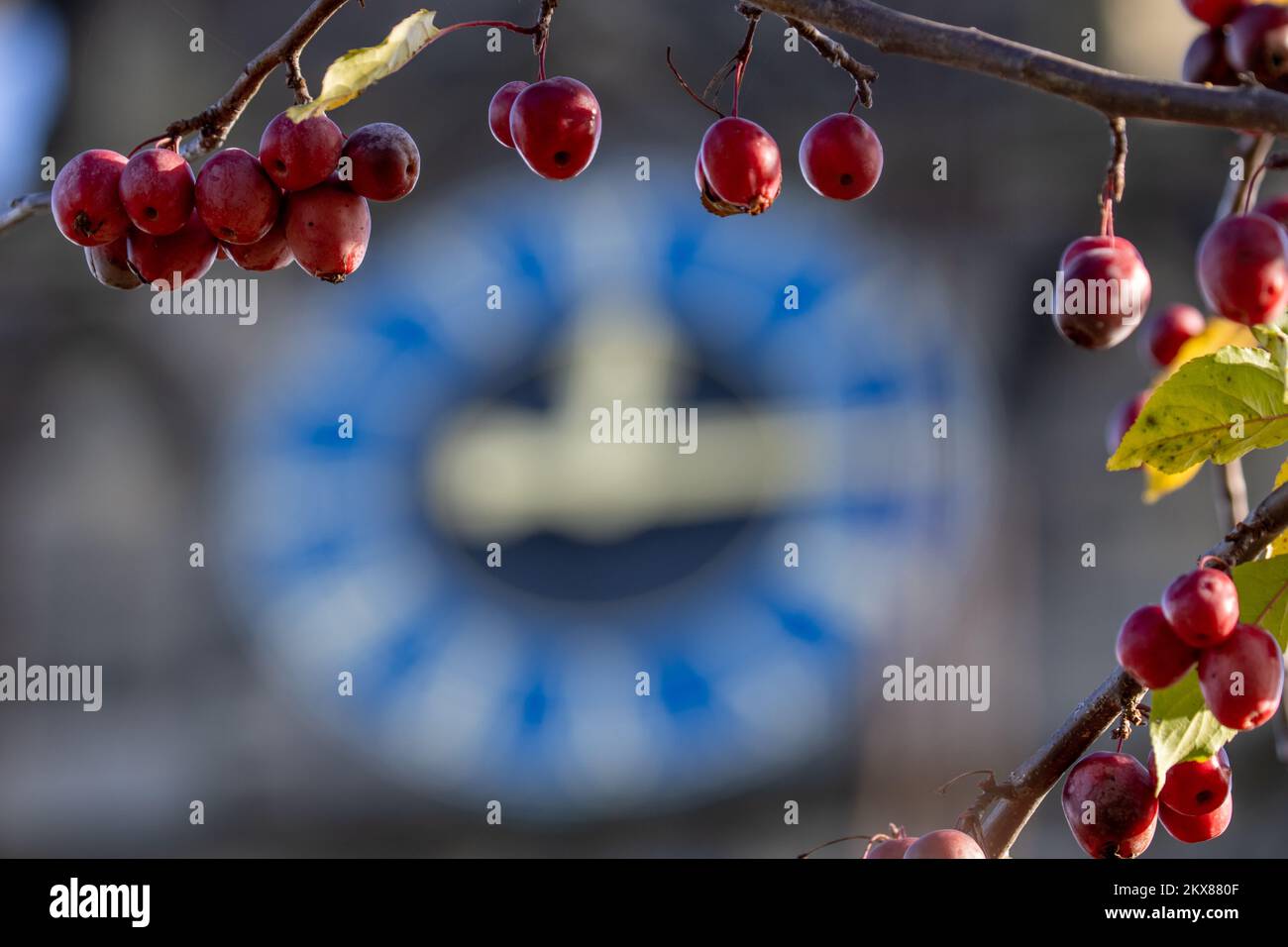 Herbstzeit mit roten Beeren und einer Uhr um Viertel nach zwölf, Großbritannien Stockfoto