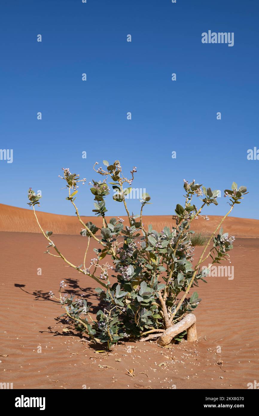 Calotropis procera oder Sodoms Apfelstrauch mit klarem blauen Himmel, Evergreen-Strauch in der Wüste, Vereinigte Arabische Emirate Stockfoto
