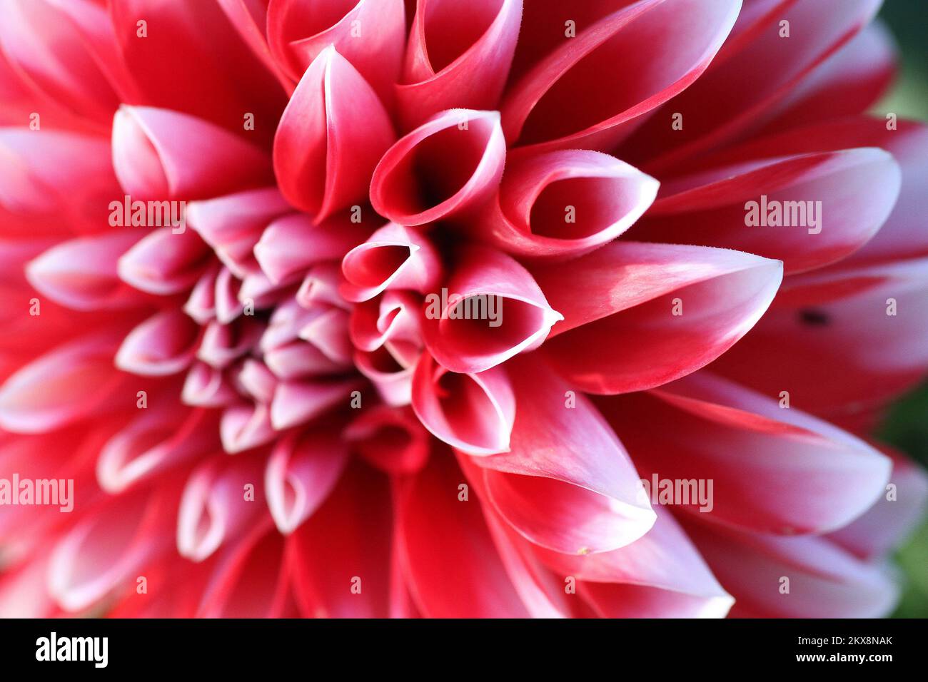 08.10.2018., Zagreb - Dahlienblüte Dahlias sind farbenfrohe, zitronige Blüten, die im Allgemeinen von Mittsommer bis zum ersten Frost blühen, wenn viele andere Pflanzen ihre Bestzeit überschritten haben. Dahlien sind in Regenbogenfarben und sogar in verschiedenen Größen erhältlich, von den riesigen 10-Zoll-â€œdinnerplateâ€-Blüten bis zu den 2-Zoll-Lollipop-Pompons. Die meisten Sorten wachsen zwischen 4 und 5 Meter hoch. Foto: Patrik Macek/PIXSELL Stockfoto