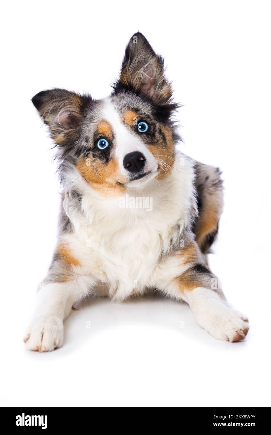 australischer Schäferhund, isoliert auf weißem Hintergrund Stockfoto