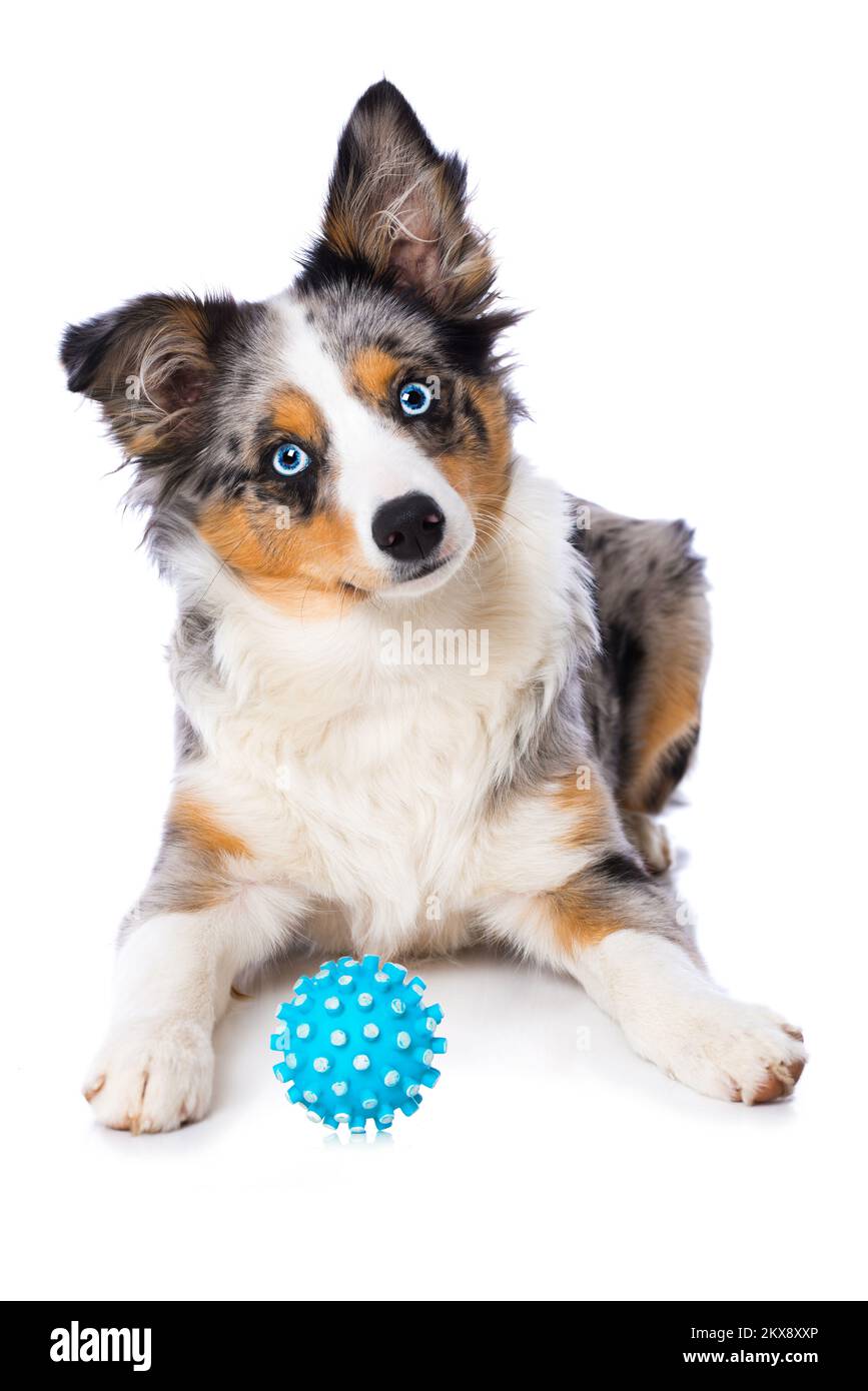 australischer Schäferhund, isoliert auf weißem Hintergrund Stockfoto