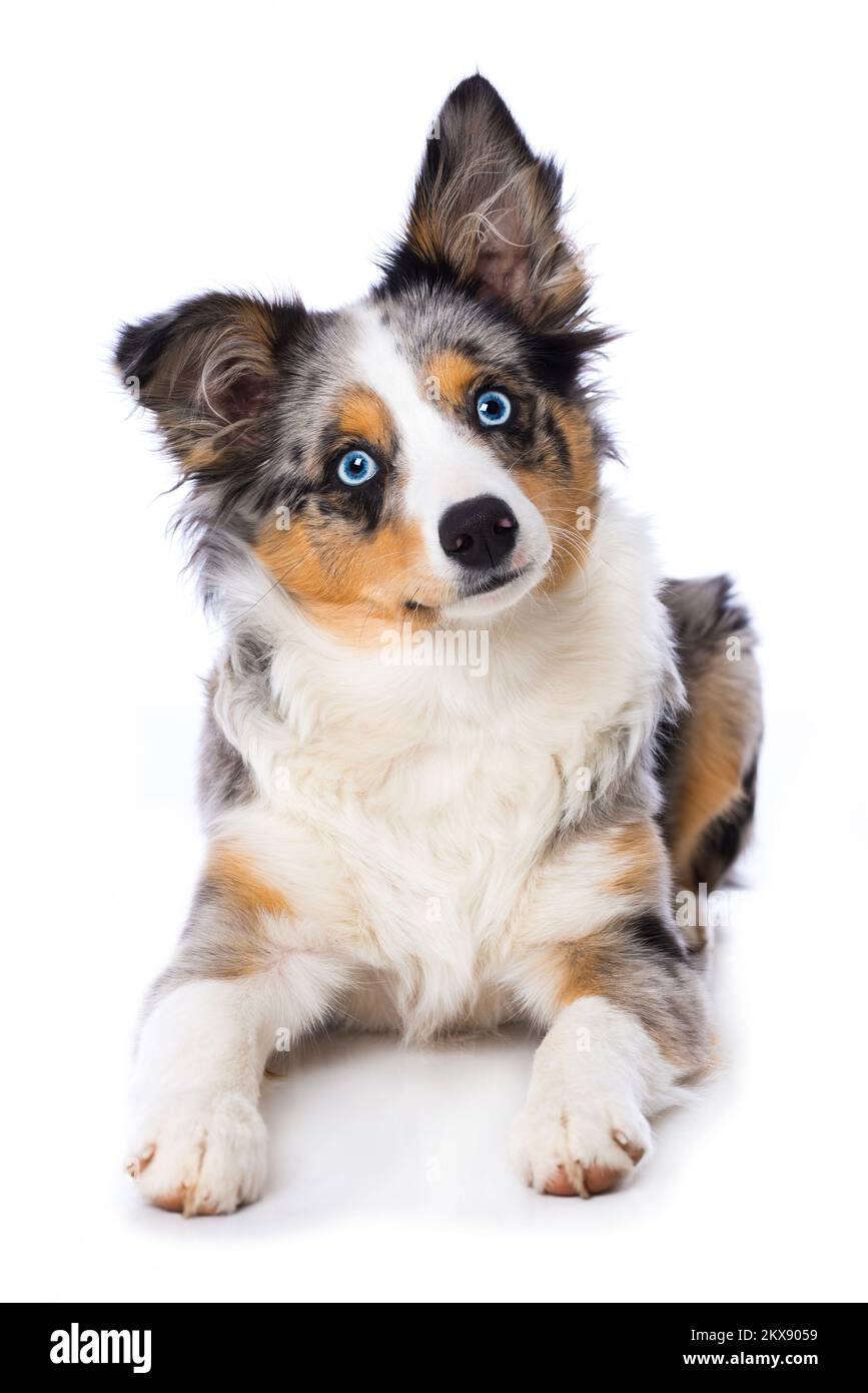 australischer Schäferhund, isoliert auf weißem Hintergrund Stockfoto