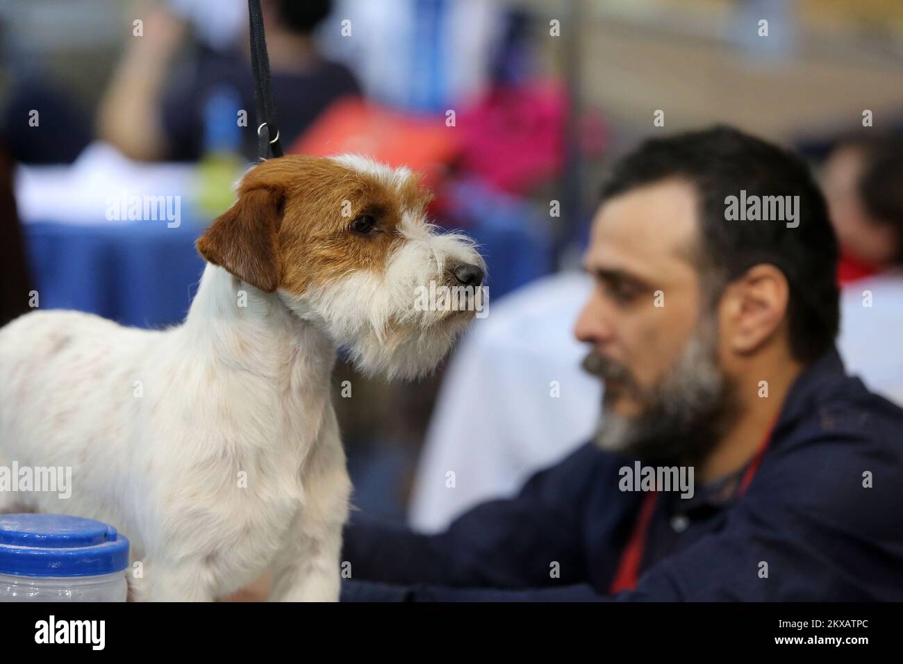 23.02.2019., Kroatien, Rijeka - auf der CACIB Dog Show können Aussteller aus 24 Ländern sogar 1.700 Hunde sehen, darunter einige sehr seltene Rassen. Foto: Goran Kovacic/PIXSELL Stockfoto
