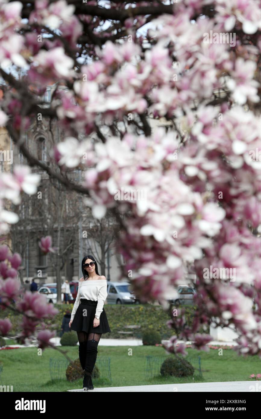 20.03.2019., Zagreb - der Magnolienbaum auf dem Königsplatz Tomislav zieht weiterhin eine große Aufmerksamkeit der Passanten an. Also nutzte Lara aus Pula mit ihrer Freundin direkt nach der Ankunft in Zagreb eine schöne Zeit, um den Moment mit diesem wunderbar blühenden Baum zu verewigen. Foto: Sanjin Strukic/PIXSELL Stockfoto