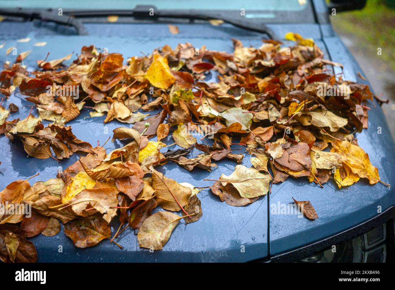 Nahaufnahme von heruntergefallenen Blättern auf einer Motorhaube, Herbstfoto im Freien Stockfoto