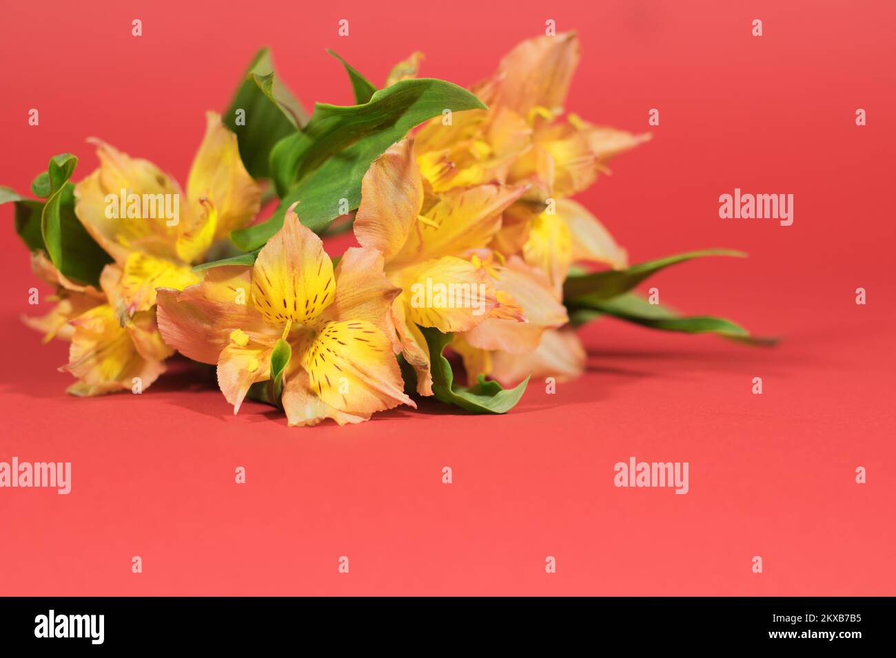 Blumenhintergrund. Selektiver Fokus. Alstroemeria-Bouquet auf rotem Hintergrund mit Bokeh. Grußkarte. Stockfoto