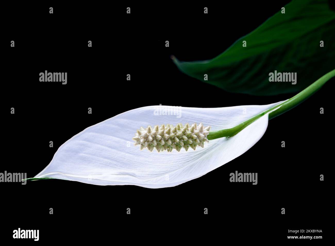 25.06.2019., Kroatien, Zagreb -Spathiphyllum ist eine Gattung von etwa 40 Arten monocotyledoner Blütenpflanzen der Familie Araceae, die in tropischen Regionen Amerikas und Südostasiens heimisch ist. Bestimmte Arten von Spathiphyllum werden gemeinhin als Spath oder Friedenslilien bezeichnet. Foto: Davor Puklavec/PIXSELL Stockfoto