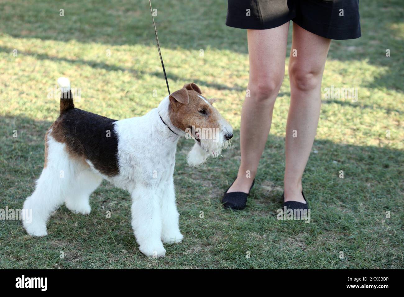 25.07.2019., Split, Kroatien - Hundeshow 4 Sommerabendshows im Park mladezi. Foto: Miranda Cikotic/PIXSELL Stockfoto