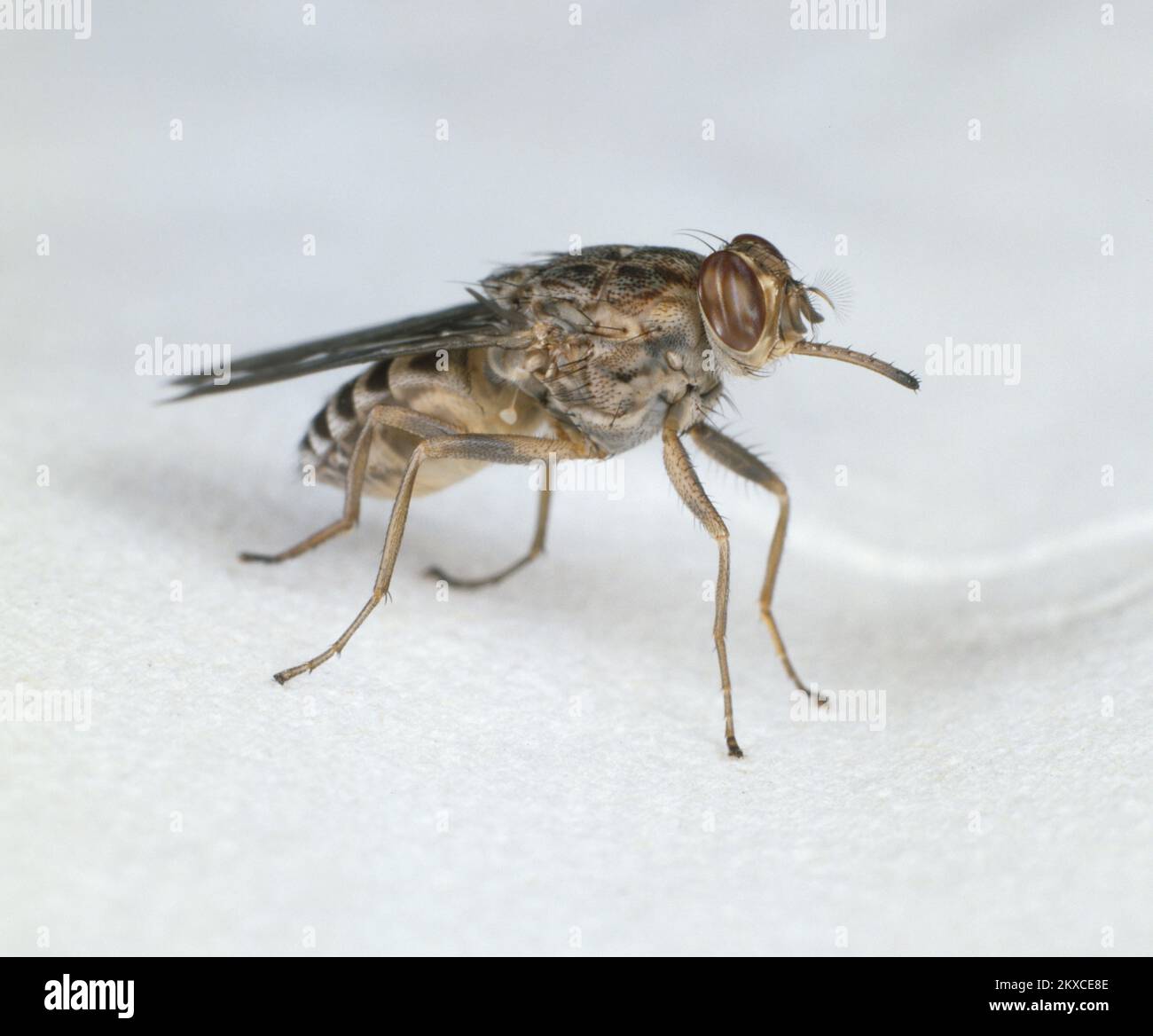 Tsetse Fliege (Glossiina morsitans) Vektor von Trypanosoma brucei rhodesiense, die Schlafkrankheit und Rinderpest verursacht Stockfoto