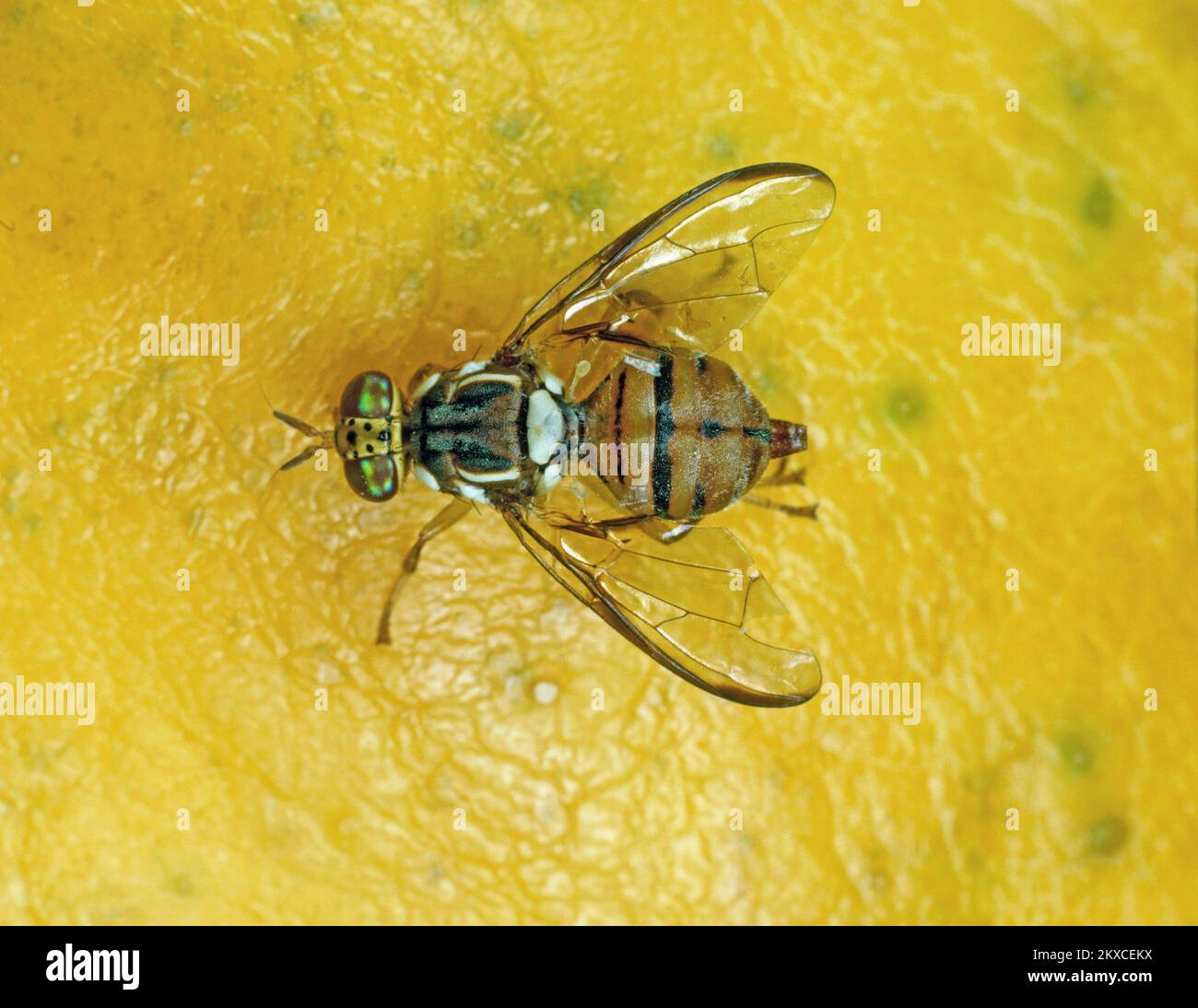 Der Schädling der adulten Fliege der Orientalen Fruchtfliege (Bactrocera dorsalis) auf der Oberfläche einer Papayenfrucht Stockfoto