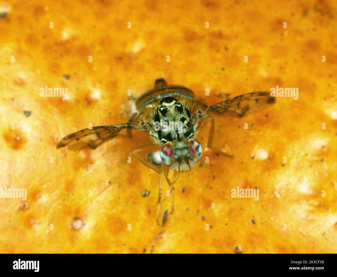 Mediterrane Fruchtfliege (Ceratitis capitata) ausgewachsene Fliege Zitruspest mit typischer Flügelhaltung auf Orangenfrucht, deutlich gekennzeichnete Merkmale Stockfoto