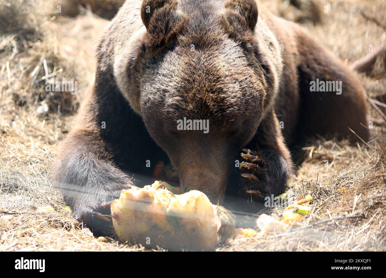 12.08.2019., Kuterevo, Kroatien - das Bärenschutzgebiet befindet sich in Kuterevo, in der Nähe von Otocac in der Lika-Region, Heimat vieler Tausender Braunbären in Kroatien. In Kuterevo gibt es derzeit 10 Bären, vier unter zehn Jahren und sechs ältere. Der älteste Bär Bruno ist 40 Jahre alt und der jüngste Matija ist sieben Monate alt. Der Bär wird von 16 Freiwilligen aus der ganzen Welt gepflegt, die die Bären säubern, füttern und willkommen heißen. Bären werden mit Obst, Gemüse und Getreide gefüttert, während des Sommers erhalten sie als Erfrischungseis und gefrorenes Obst und Gemüse. Das Refugium wird von mor besucht Stockfoto