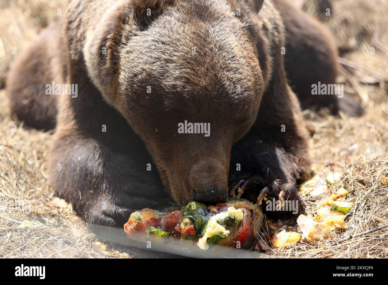 12.08.2019., Kuterevo, Kroatien - das Bärenschutzgebiet befindet sich in Kuterevo, in der Nähe von Otocac in der Lika-Region, Heimat vieler Tausender Braunbären in Kroatien. In Kuterevo gibt es derzeit 10 Bären, vier unter zehn Jahren und sechs ältere. Der älteste Bär Bruno ist 40 Jahre alt und der jüngste Matija ist sieben Monate alt. Der Bär wird von 16 Freiwilligen aus der ganzen Welt gepflegt, die die Bären säubern, füttern und willkommen heißen. Bären werden mit Obst, Gemüse und Getreide gefüttert, während des Sommers erhalten sie als Erfrischungseis und gefrorenes Obst und Gemüse. Das Refugium wird von mor besucht Stockfoto