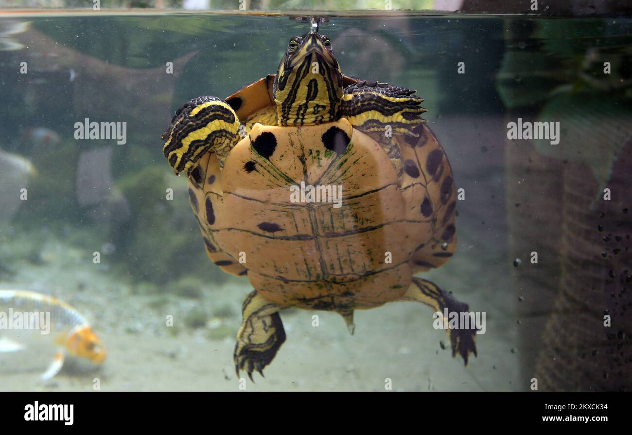 14.08.2019., Karlovac, Kroatien - im August können Besucher des Aquatika Aquariums jeden Tag mittags an der Fütterung der Schildkröten teilnehmen. Im Aquarium gibt es zwei Schildkrötenarten, Bar und Rot oder Tarouha. Von Aquariumexperten erhalten Besucher auch wichtige Informationen über diese Tiere, was sie essen, warum sie sich sonnen und welche Schildkröten in unserer Gegend leben. Foto: Kristina Stedul Fabac/PIXSELL Stockfoto