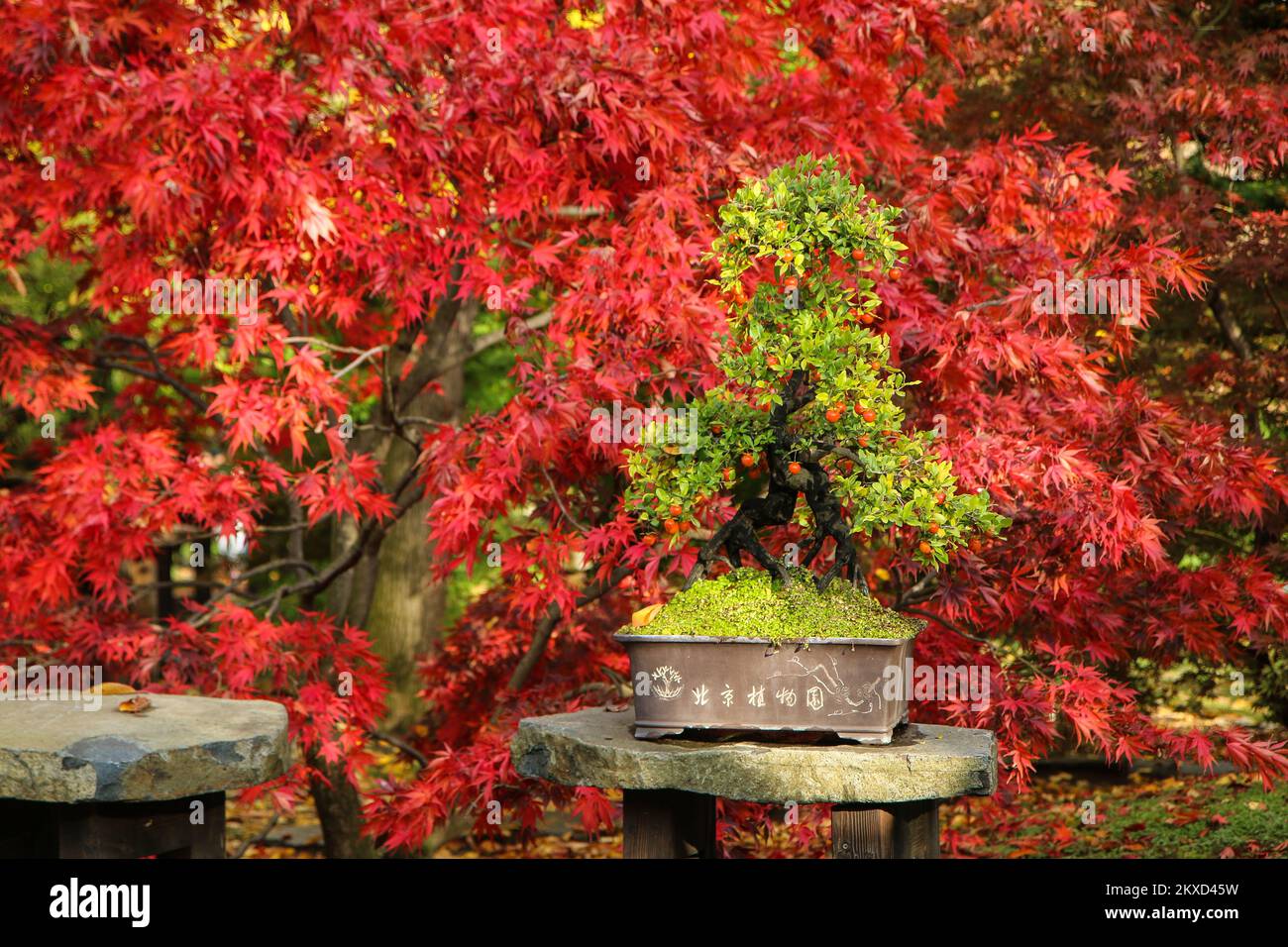 Der grüne Bonsai steht im Garten vor den roten Blättern eines Baumes. Der schöne Herbstkontrast des Laubs. Stockfoto