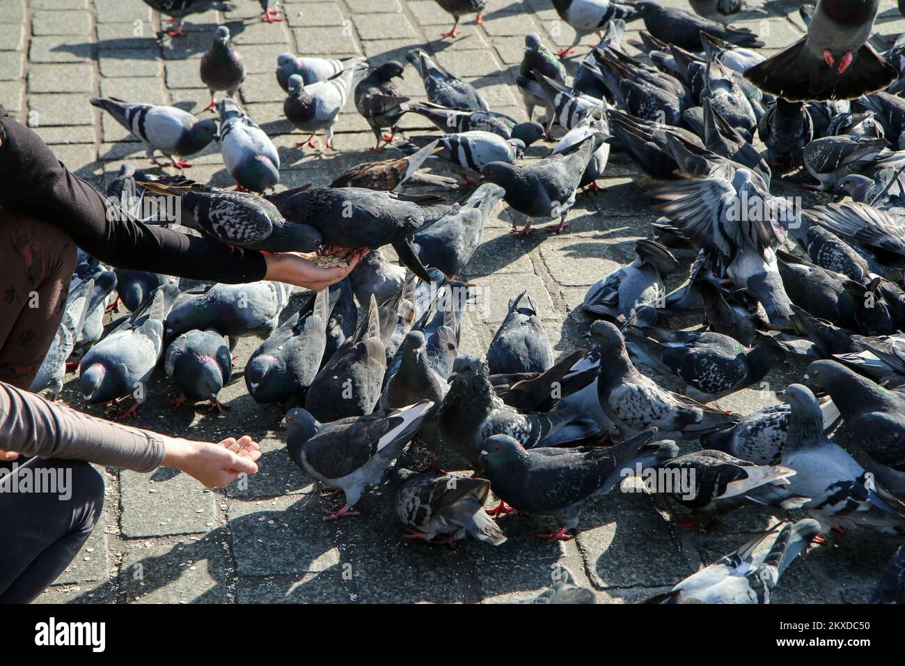 Das Detail von zwei Händen von Menschen, die die Tauben im Stadtzentrum füttern. Unter ihnen ist eine große Herde, einige stehen auf den Händen. Stockfoto