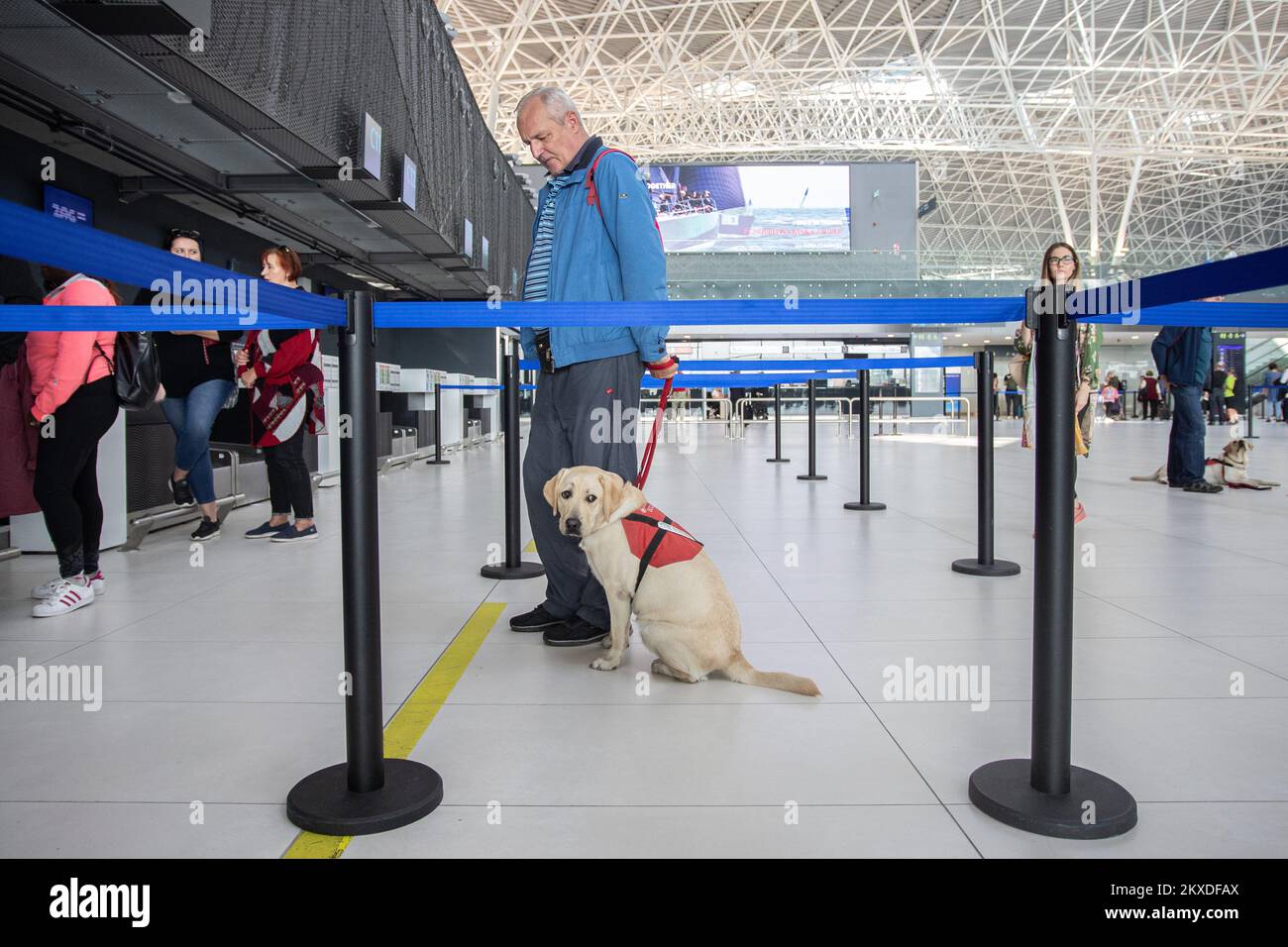 23.10.2019., Zagreb, Kroatien - fünf labrador-Hunde im Durchschnittsalter von 7-12 Monaten, begleitet von Stasa Soh, Head of Socialization Program am Silver Rehabilitation Center, haben einige der Trainingsschritte im Passagierterminal des Flughafens Franjo Tudjman durchlaufen. Foto: Davor Puklavec/PIXSELL Stockfoto