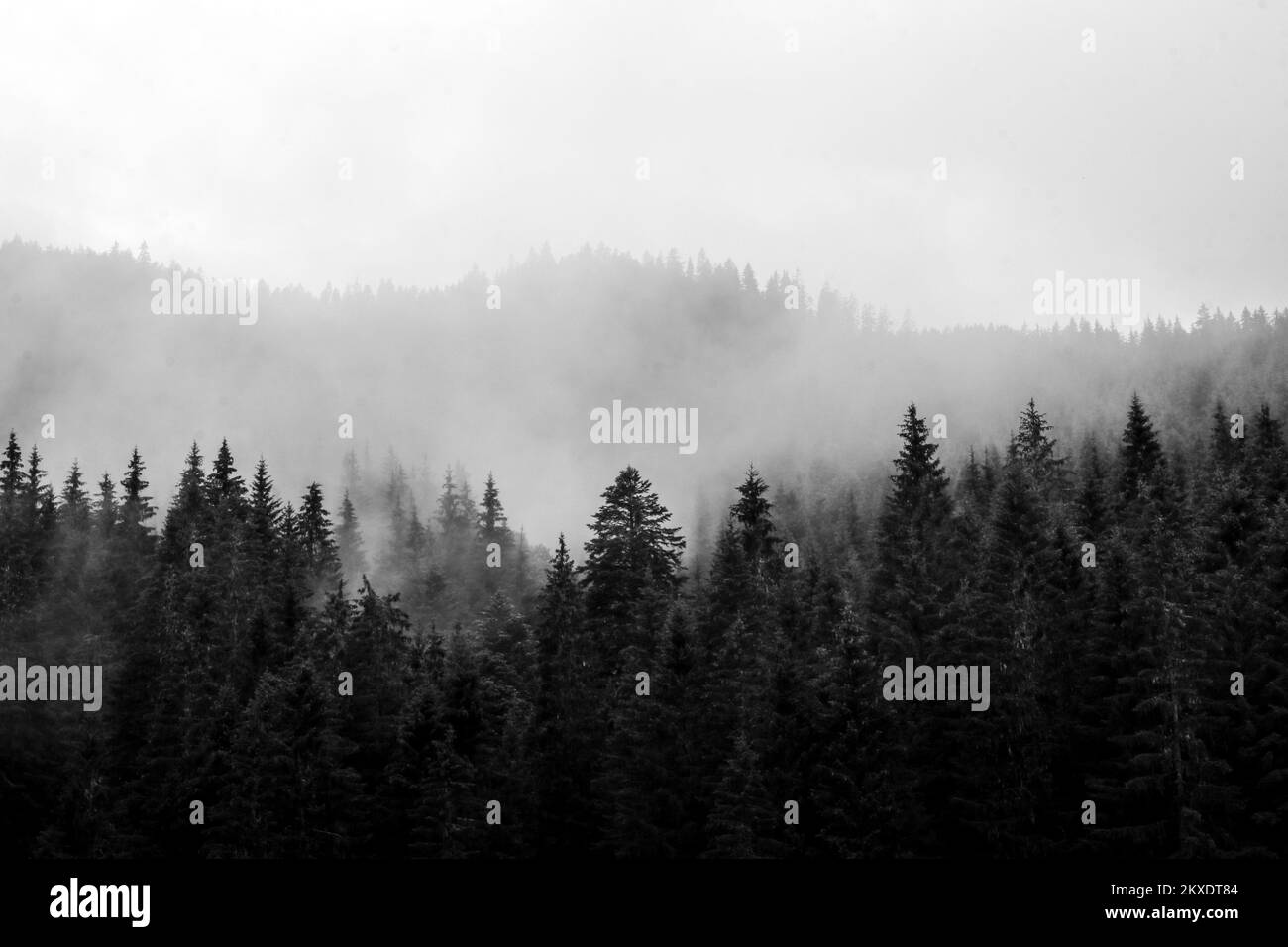 Das Schwarz-Weiß-Kontrastbild des Holzes nach Regen mit Nebel, der von den Bäumen aufsteigt. Stockfoto