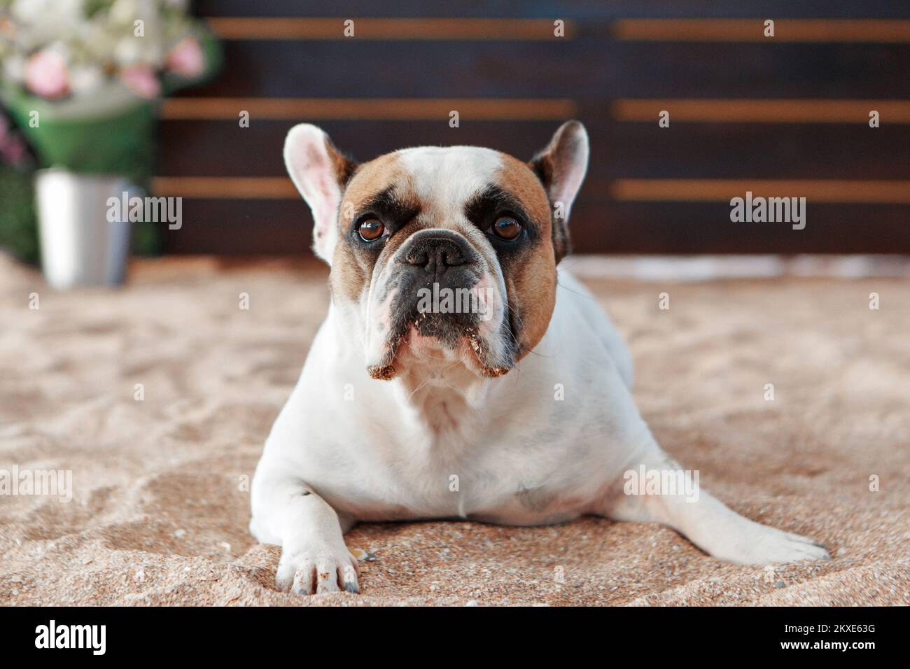 Die französische Bulldogge wartet und bettelt, mit dem Besitzer spazieren zu gehen, sitzt oder liegt auf der Matte. Hündchen mit französischer Bulldogge, posiert vor der Kamera und schaut. Hochwertiges Foto. Stockfoto