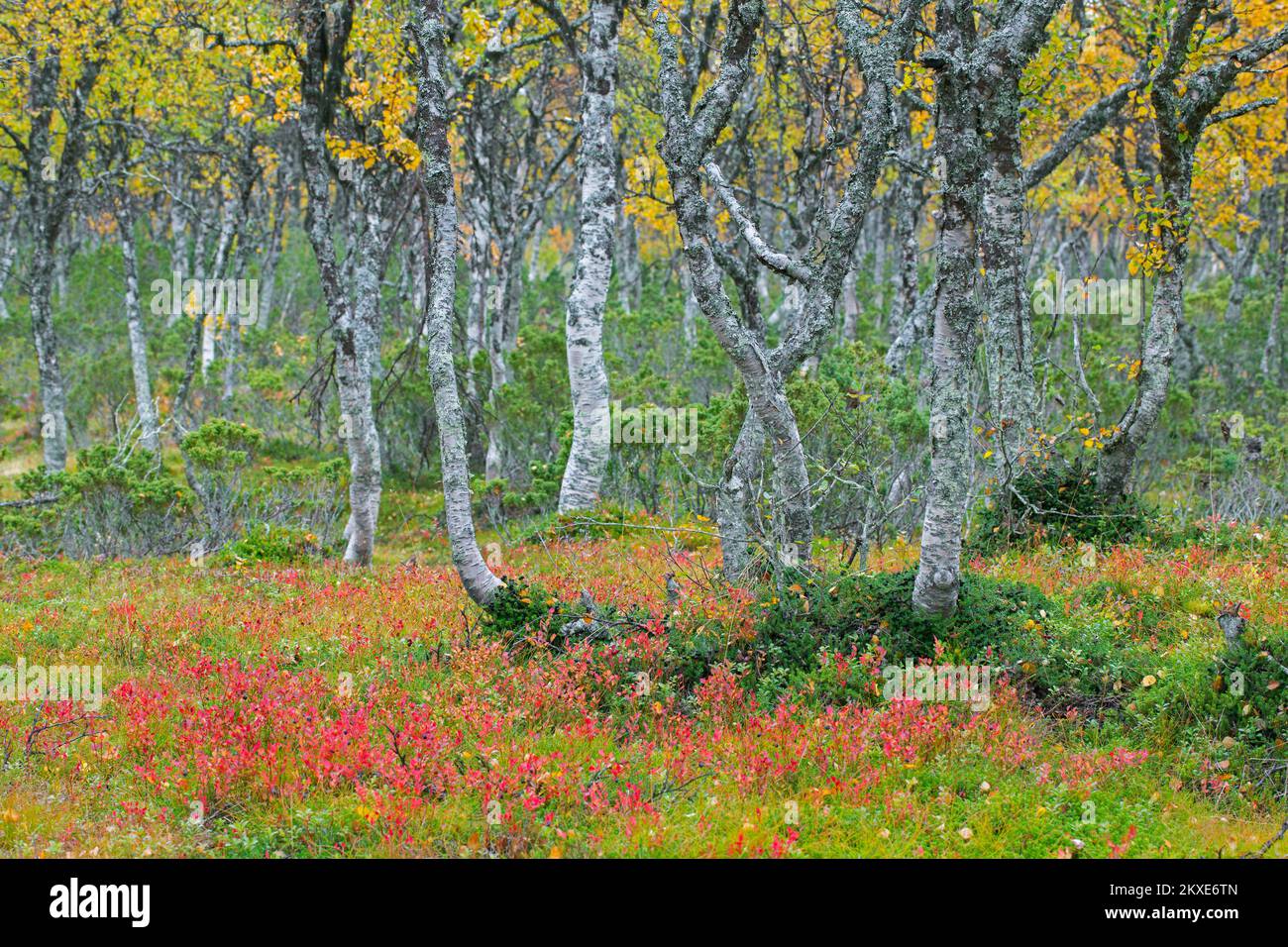 Silberbirke / Warzbirke / Weiße Birke (Betula pendula / Betula verrucosa) Baumstämme von Birken auf der Taiga im Herbst / Herbst, Schweden Stockfoto